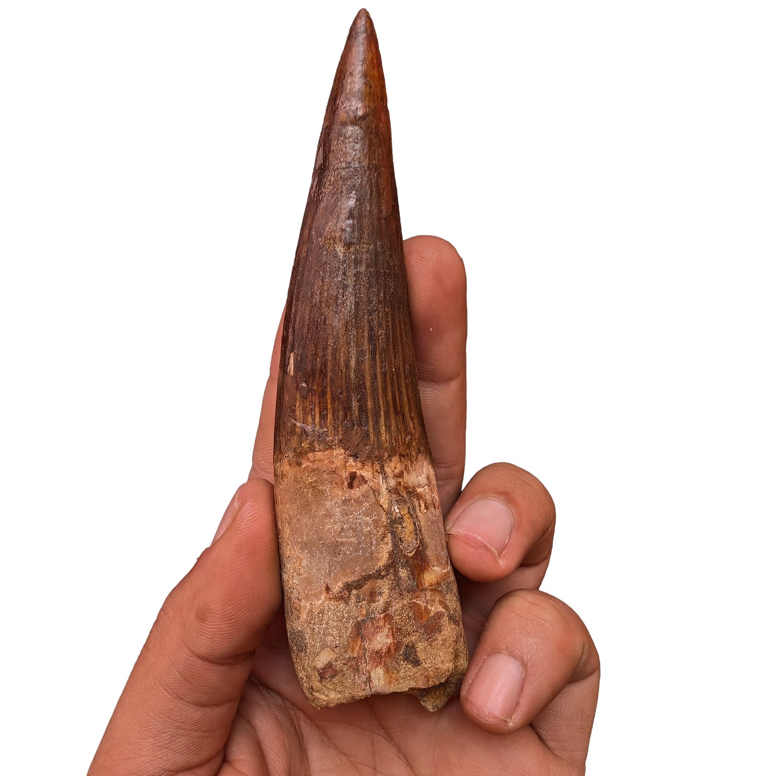 Tooth Small Spinosaurus Fossil Genuine Dinosaur Specimen Brown Enamel Tooth Small Spinosaurus Fossil Genuine Dinosaur Specimen Brown Enamel - Image 6