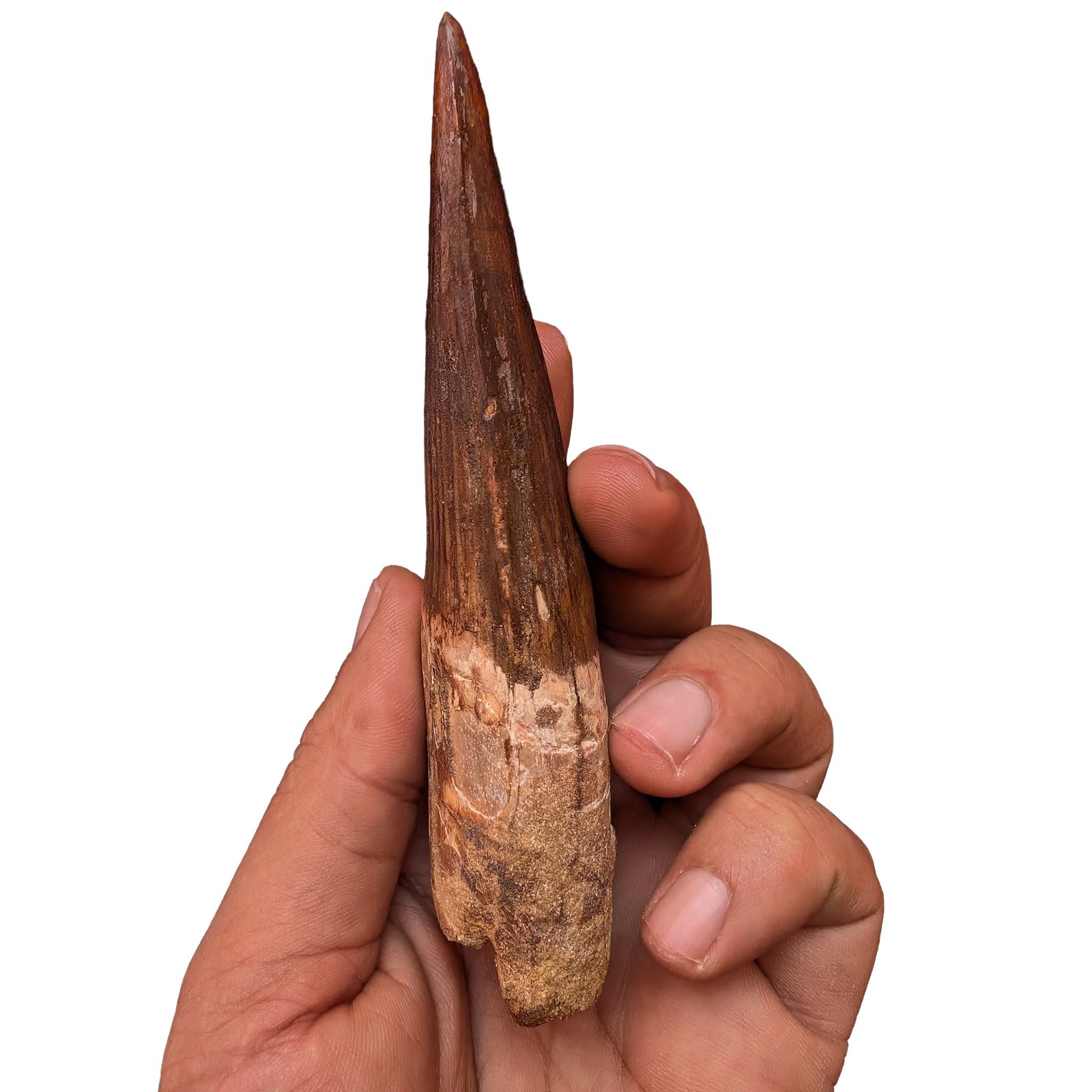 Tooth Small Spinosaurus Fossil Genuine Dinosaur Specimen Brown Enamel Tooth Small Spinosaurus Fossil Genuine Dinosaur Specimen Brown Enamel - Image 7