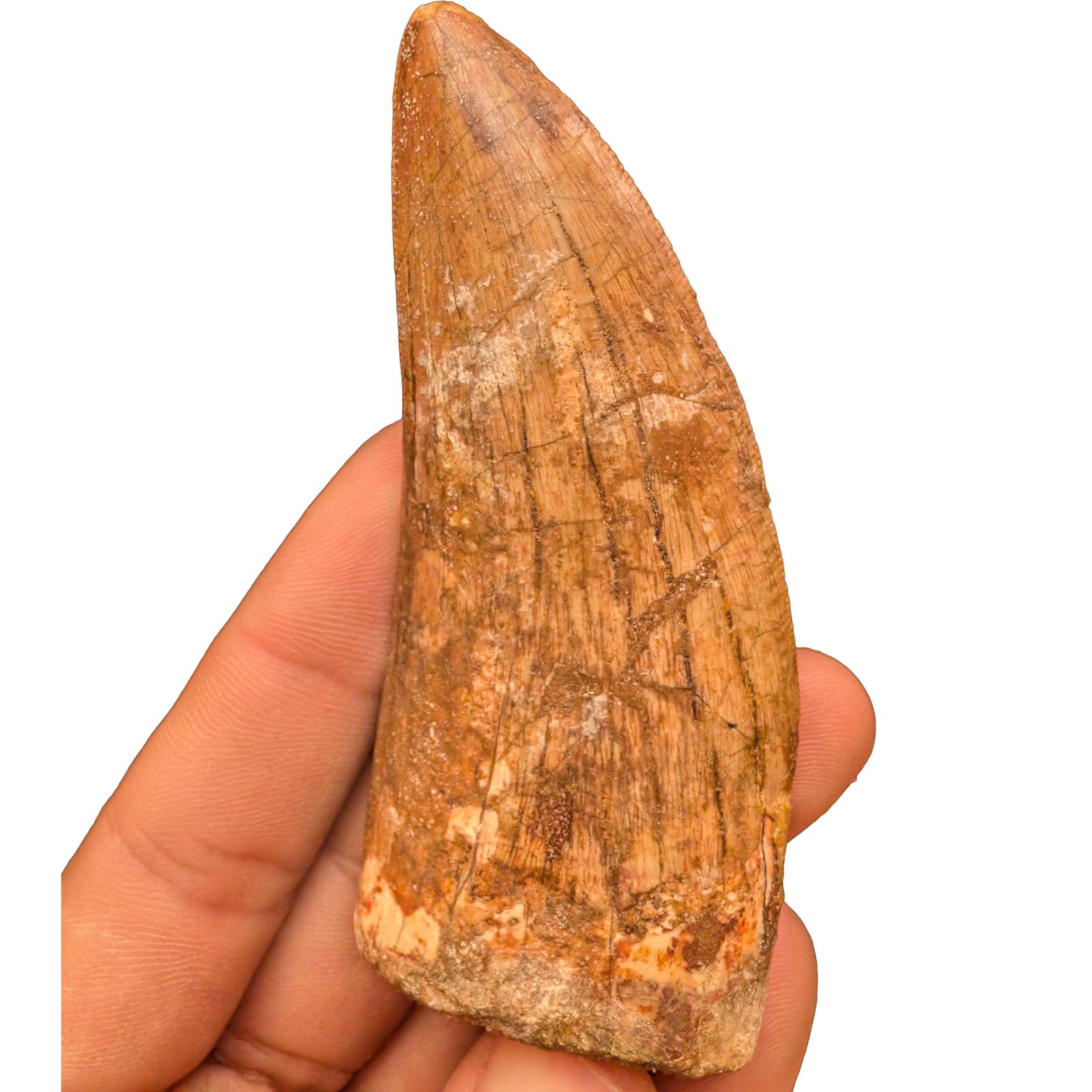 Carcharodontosaurus Fossil Tooth for Display and Study Carcharodontosaurus Fossil Tooth for Display and Study