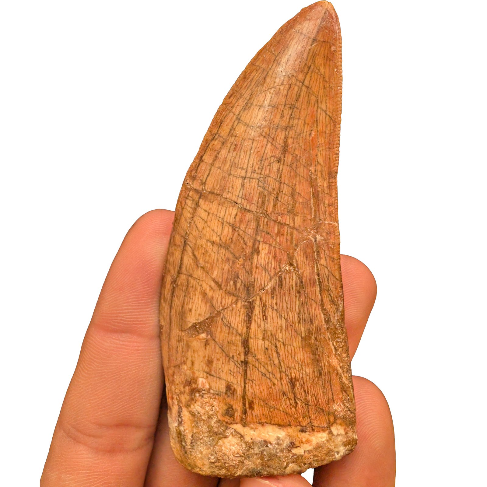 Carcharodontosaurus Fossil Tooth for Display and Study Carcharodontosaurus Fossil Tooth for Display and Study - Image 3
