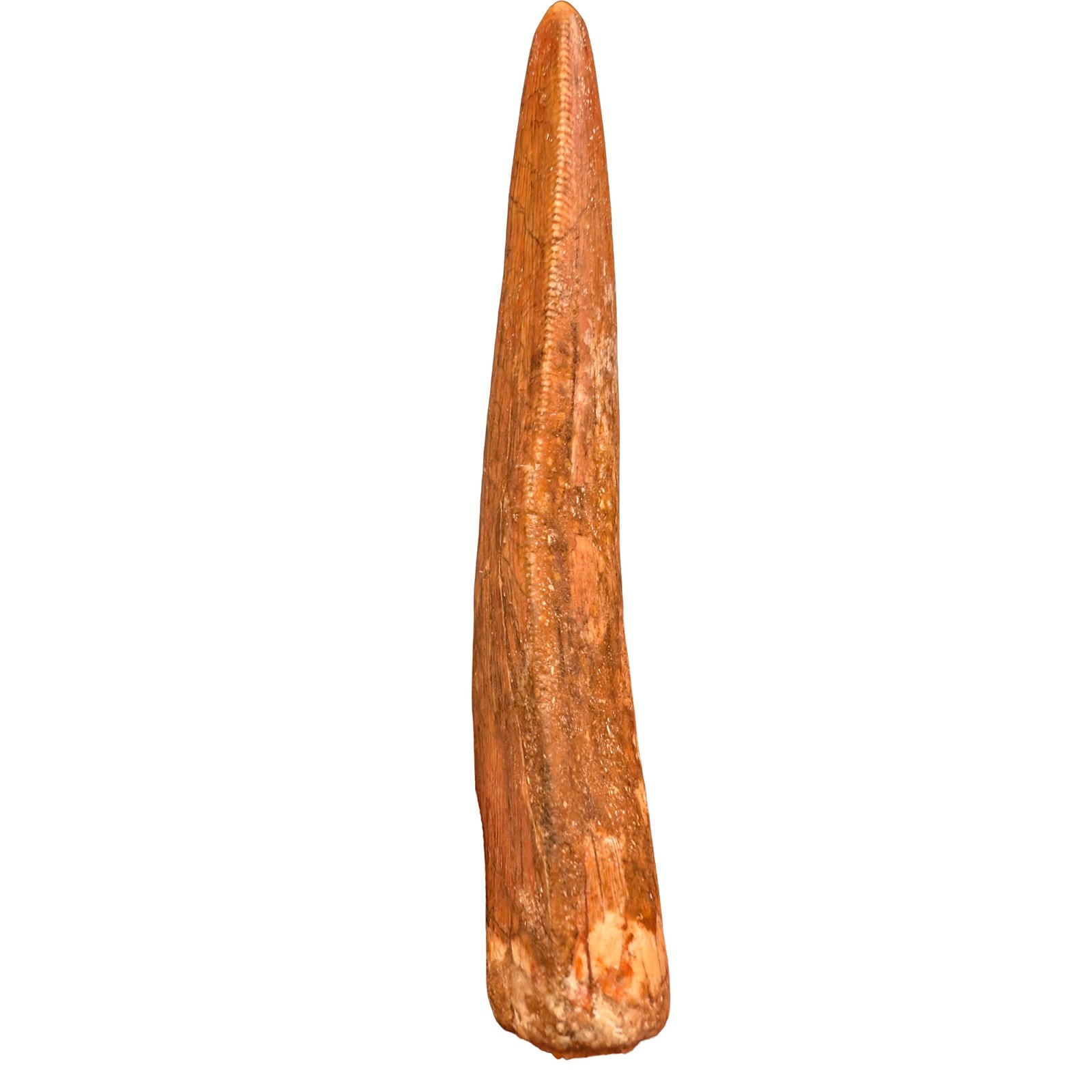 Carcharodontosaurus Fossil Tooth for Display and Study Carcharodontosaurus Fossil Tooth for Display and Study - Image 4