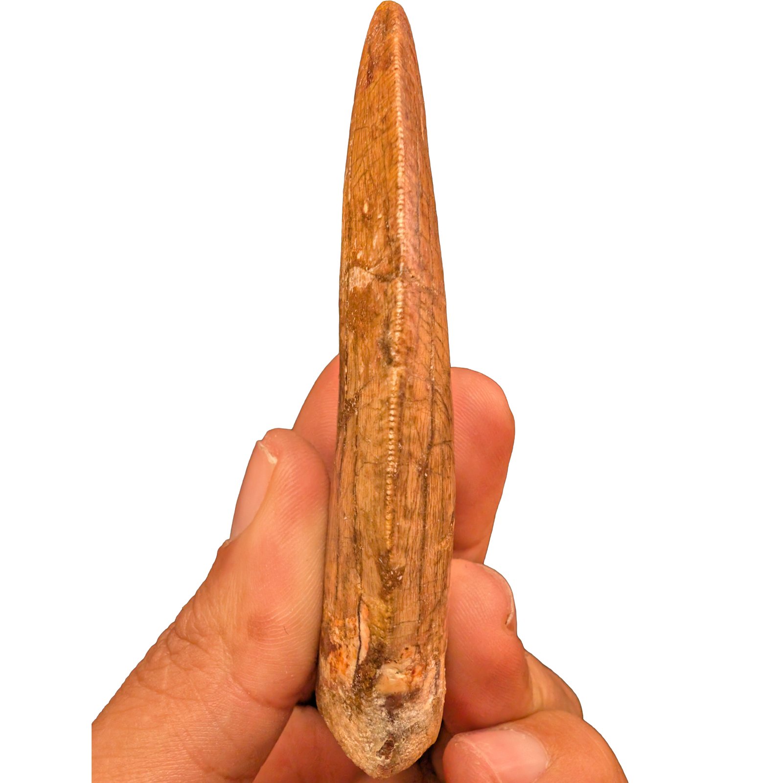 Carcharodontosaurus Fossil Tooth for Display and Study Carcharodontosaurus Fossil Tooth for Display and Study - Image 5