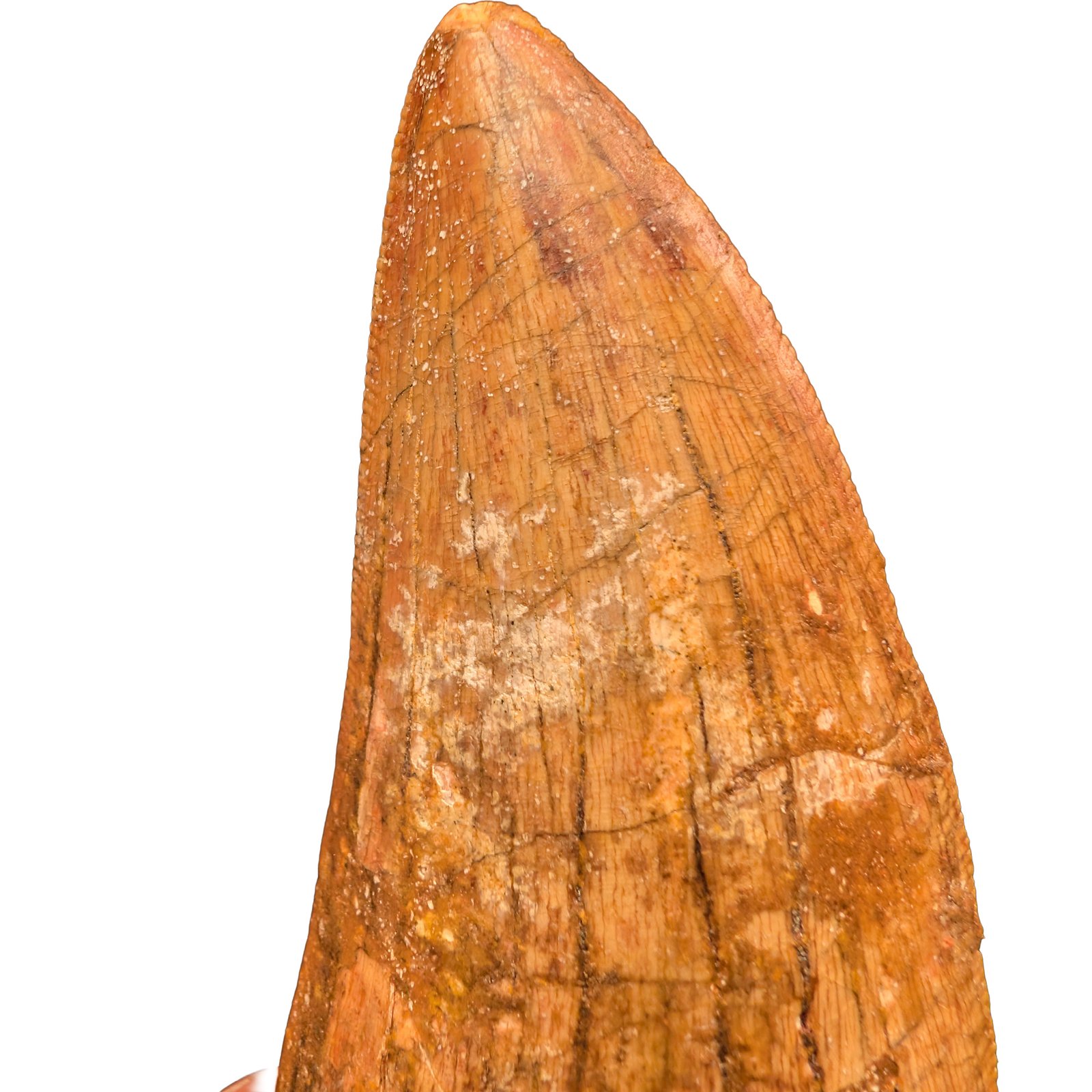 Carcharodontosaurus Fossil Tooth for Display and Study Carcharodontosaurus Fossil Tooth for Display and Study - Image 6