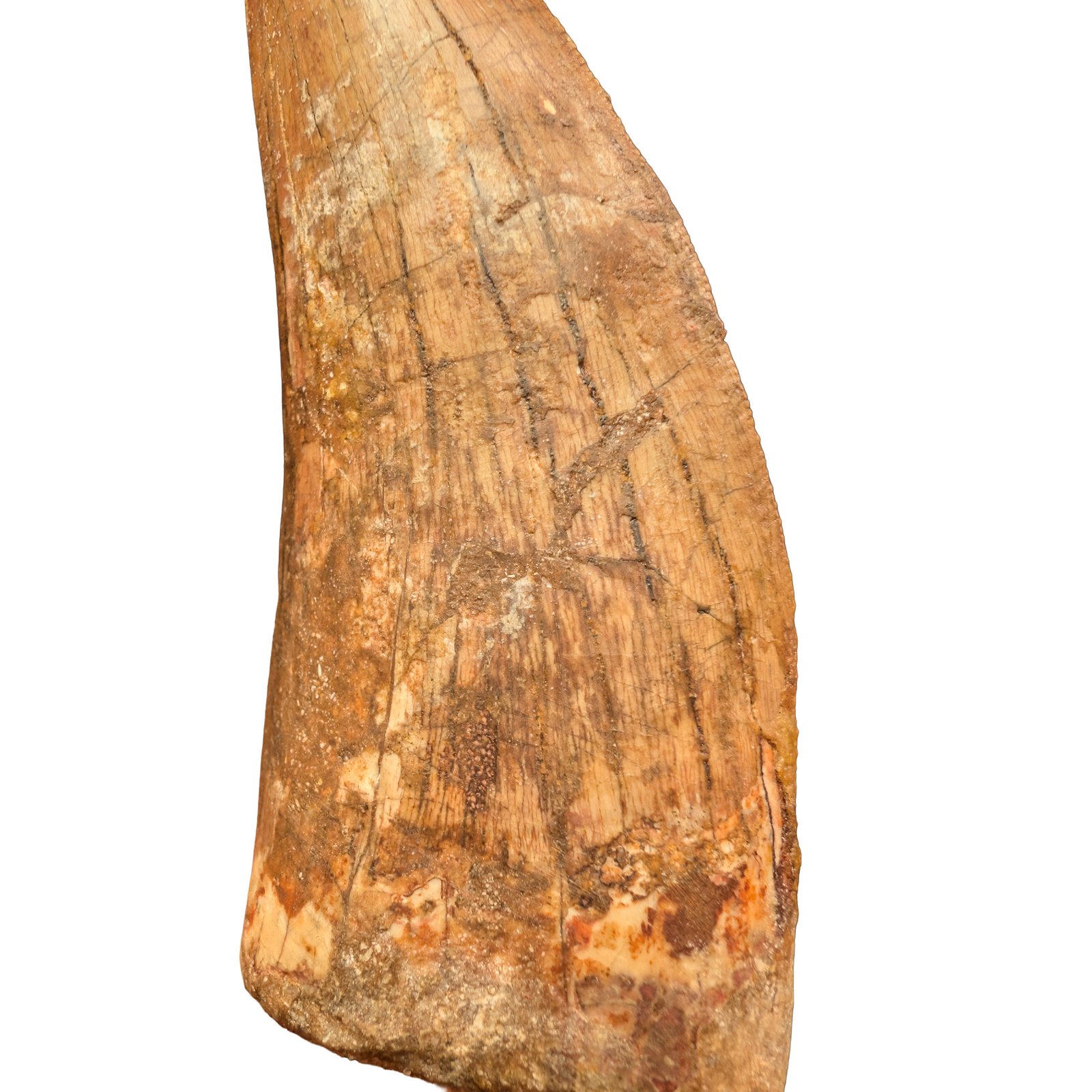 Carcharodontosaurus Fossil Tooth for Display and Study Carcharodontosaurus Fossil Tooth for Display and Study - Image 7