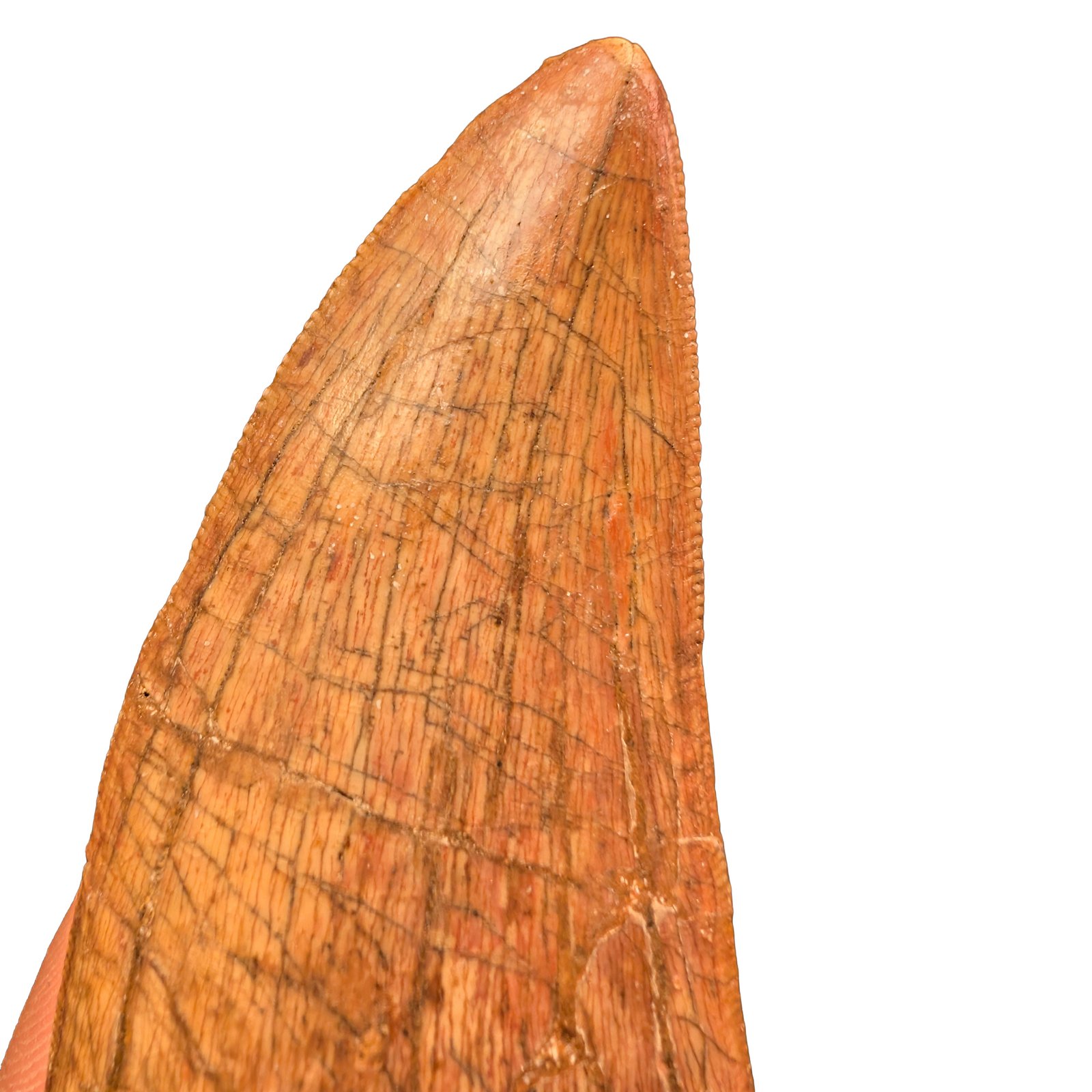 Carcharodontosaurus Fossil Tooth for Display and Study Carcharodontosaurus Fossil Tooth for Display and Study - Image 8