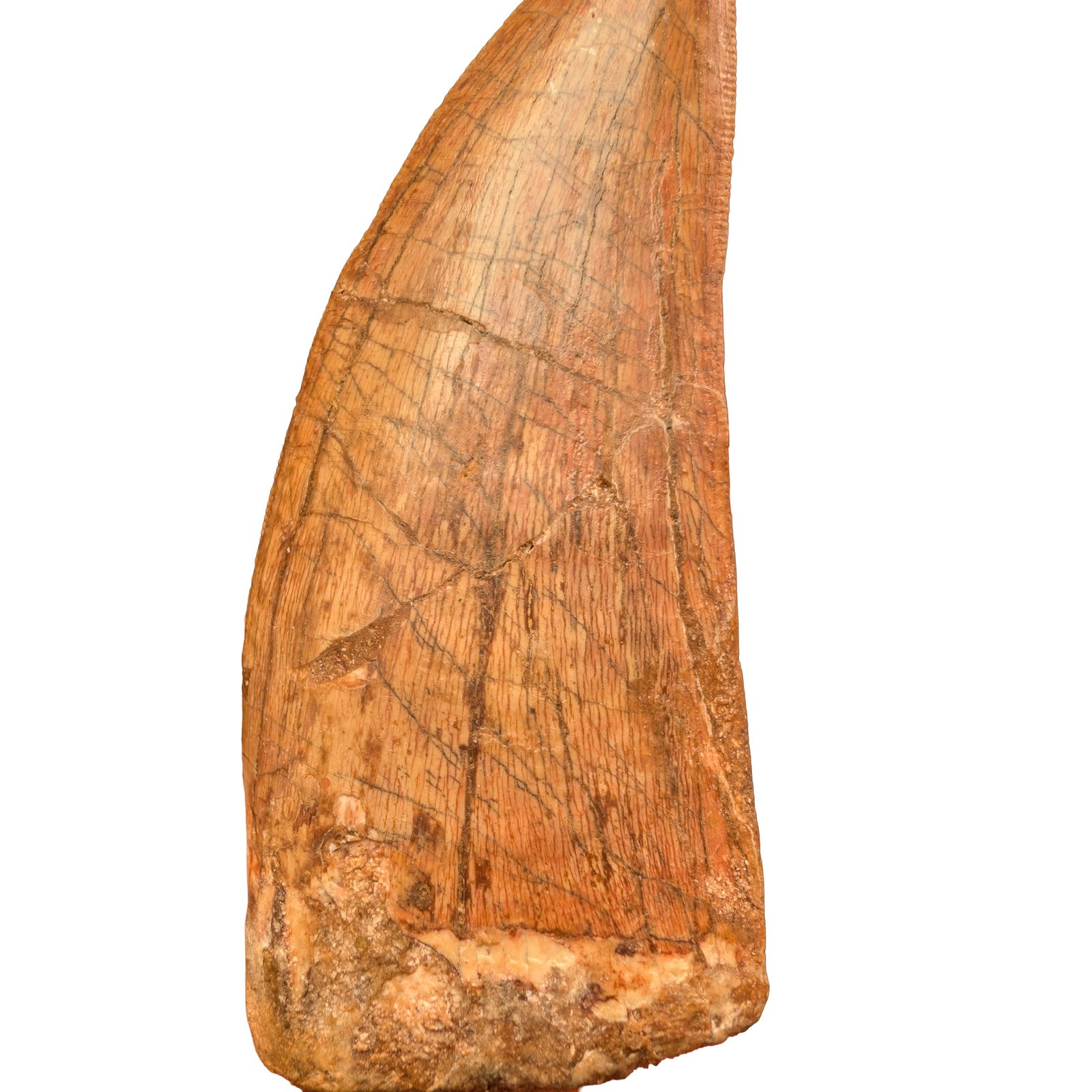 Carcharodontosaurus Fossil Tooth for Display and Study Carcharodontosaurus Fossil Tooth for Display and Study - Image 9
