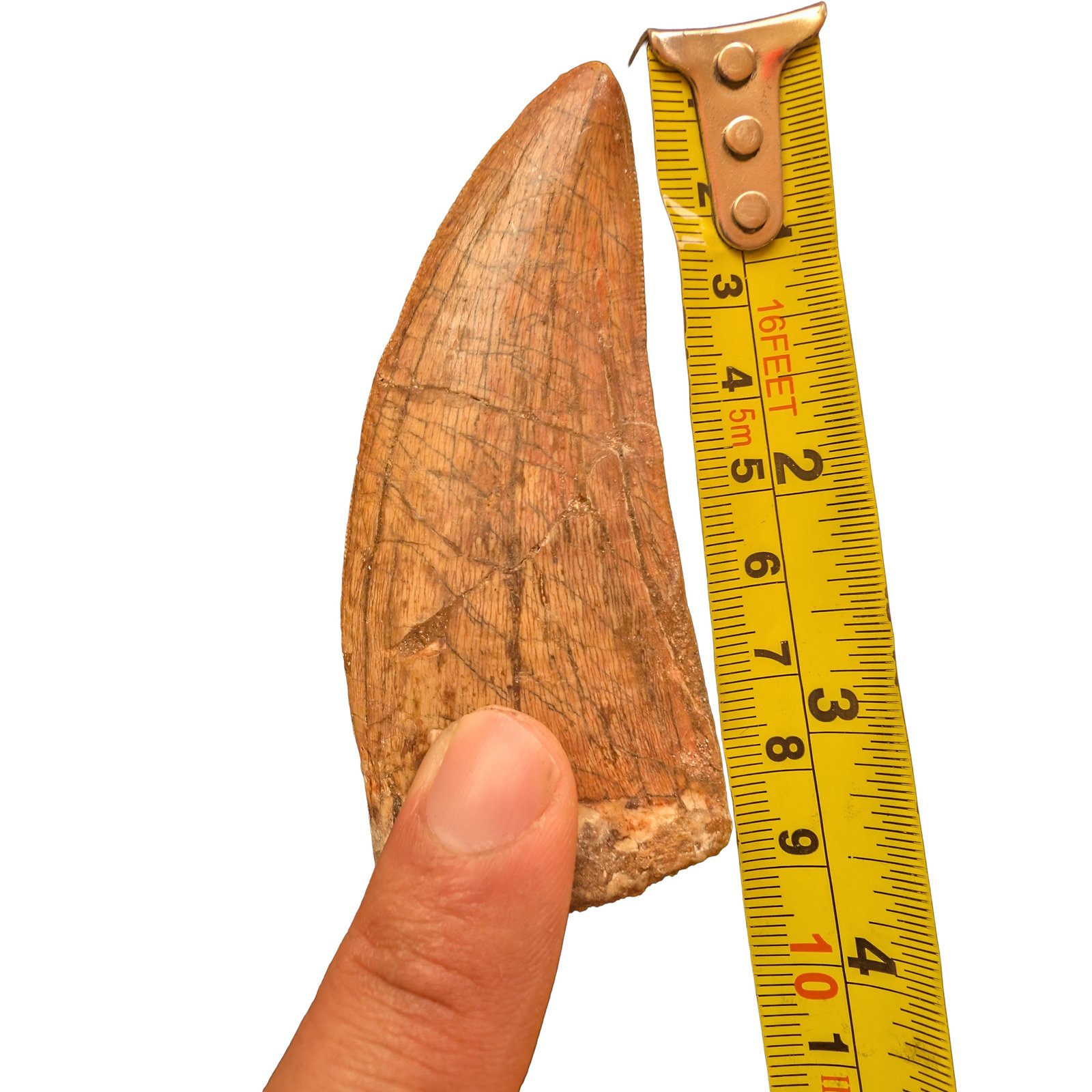 Carcharodontosaurus Fossil Tooth for Display and Study Carcharodontosaurus Fossil Tooth for Display and Study - Image 10