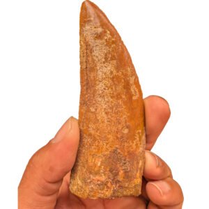 Bold Carcharodontosaurus Tooth for Display and Study