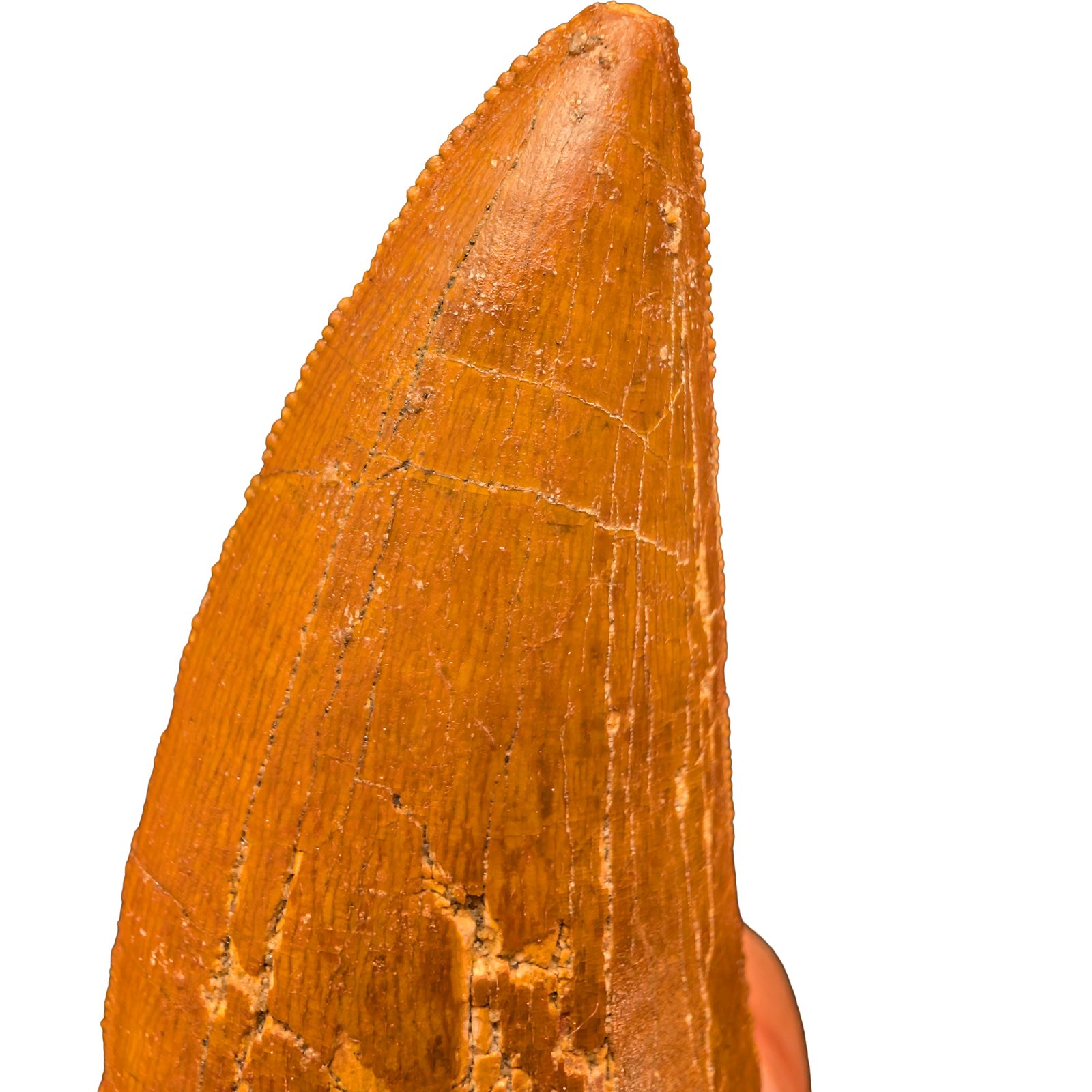 Bold Carcharodontosaurus Tooth for Display and Study Bold Carcharodontosaurus Tooth for Display and Study - Image 3