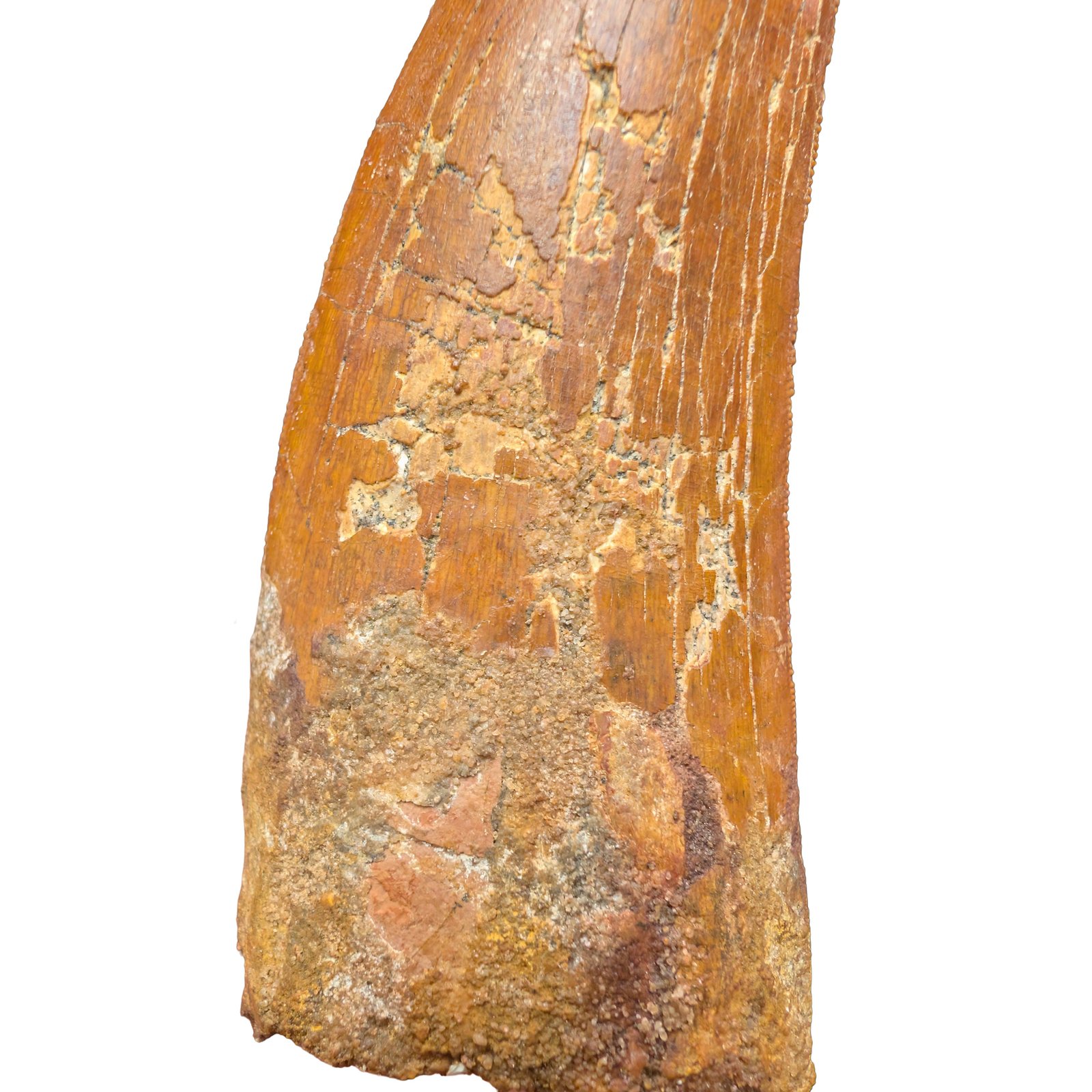 Bold Carcharodontosaurus Tooth for Display and Study Bold Carcharodontosaurus Tooth for Display and Study - Image 4