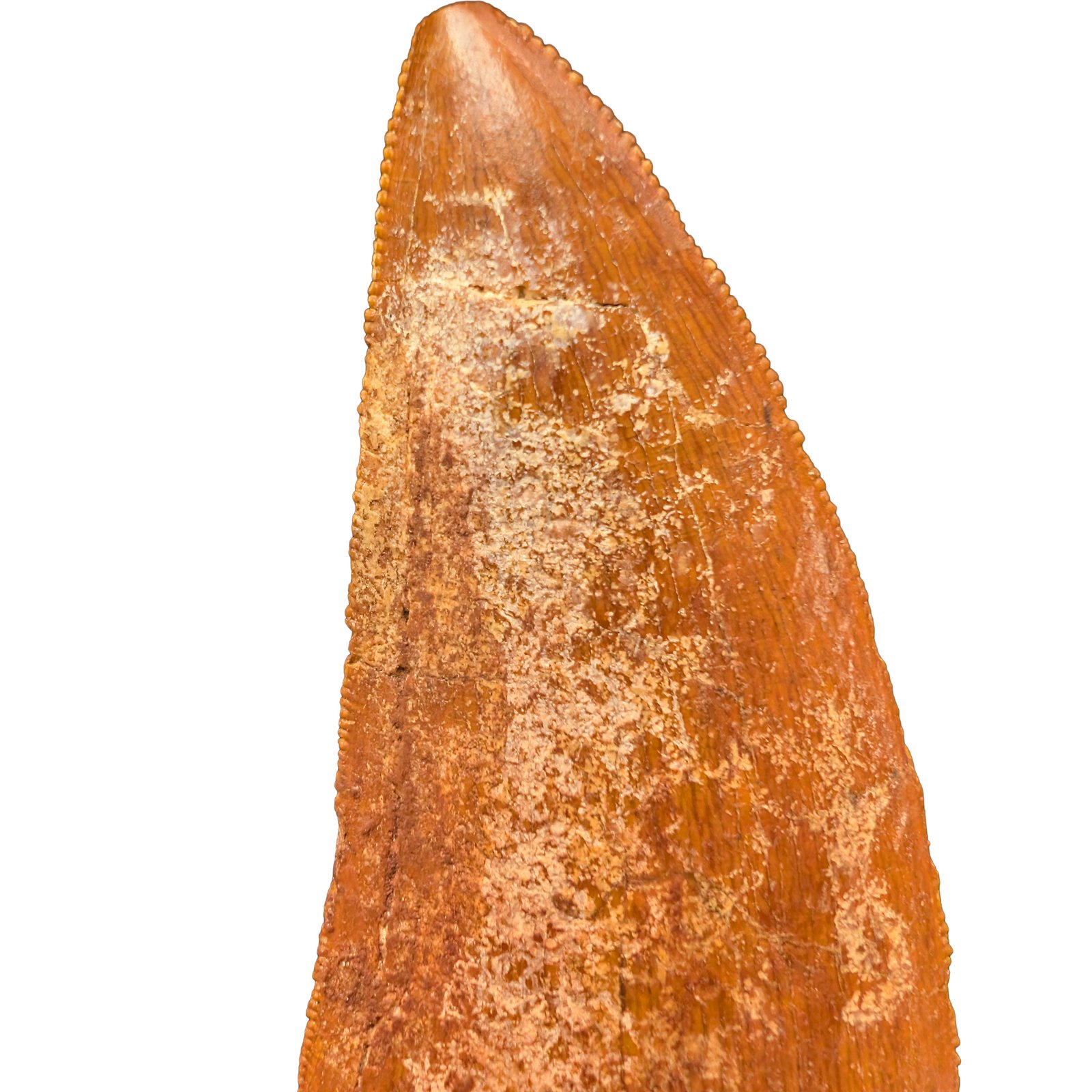 Bold Carcharodontosaurus Tooth for Display and Study Bold Carcharodontosaurus Tooth for Display and Study - Image 5