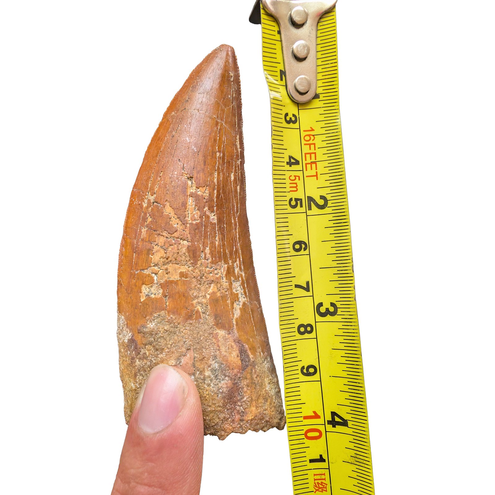Bold Carcharodontosaurus Tooth for Display and Study Bold Carcharodontosaurus Tooth for Display and Study - Image 6