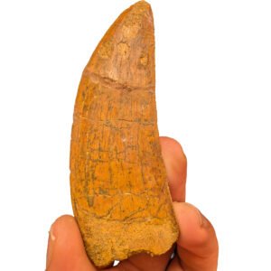 Carcharodontosaurus Tooth Fossil for Display and Study