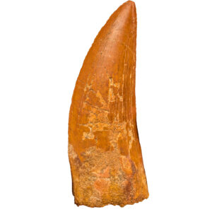 Carcharodontosaurus Tooth Fossil — Display - complete tooth with intact root
