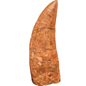 Carcharodontosaurus Cretaceous Dinosaur Fossil — Display - complete fossil specimen
