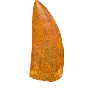 Fossilized Carcharodontosaurus Dinosaur Tooth — Display - complete tooth with intact root