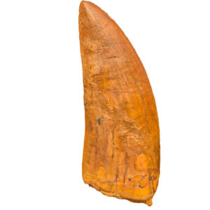 Carcharodontosaurus Tooth Fossil specimen