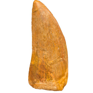 Carcharodontosaurus Display Tooth — Display - complete tooth with intact root