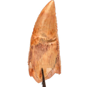 Carcharodontosaurus Tooth Genuine Specimen – 6.5 cm - complete tooth with intact root