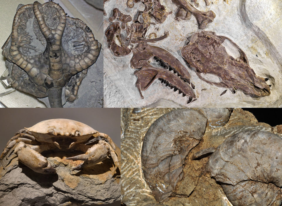 Fossil Guide 1 Collection of diverse fossil types showing the variety available to collectors