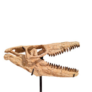 Mosasaur Prognathodon Skull specimen