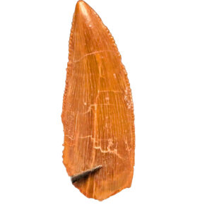 Original Dinosaur Tooth Find – 2.5 cm Specimen - complete tooth with intact root