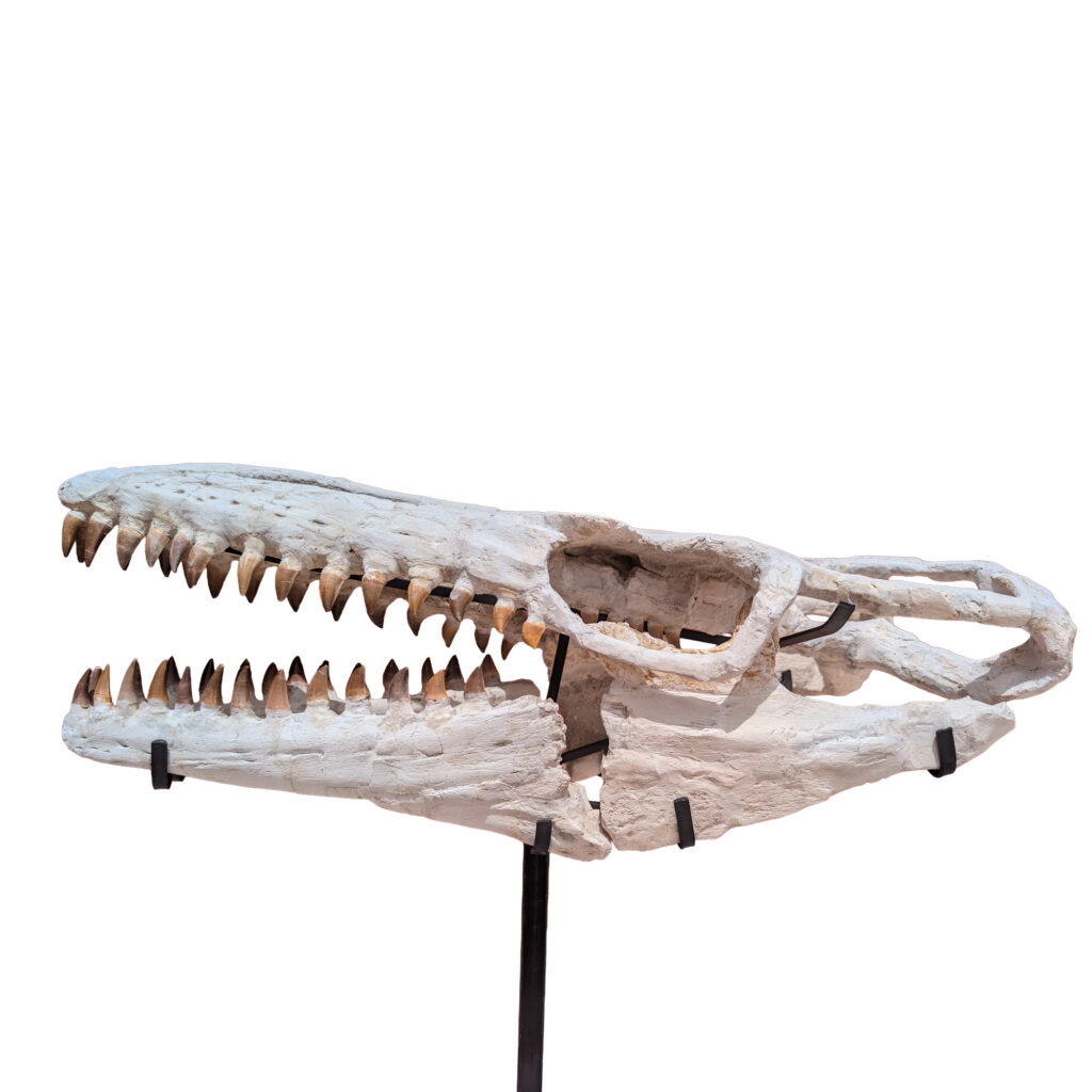 Mosasaurs