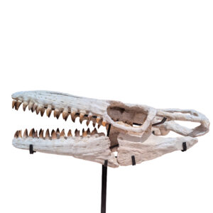 Authentic Prognathodon Skull – 68 cm – Specimen - complete skull specimen front view