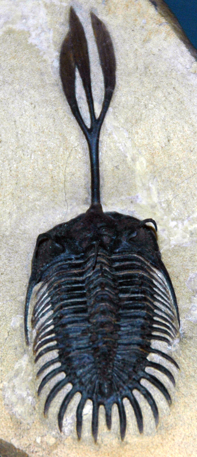 Fossil Guide Walliserops trifurcatus trilobite fossil from Devonian Morocco