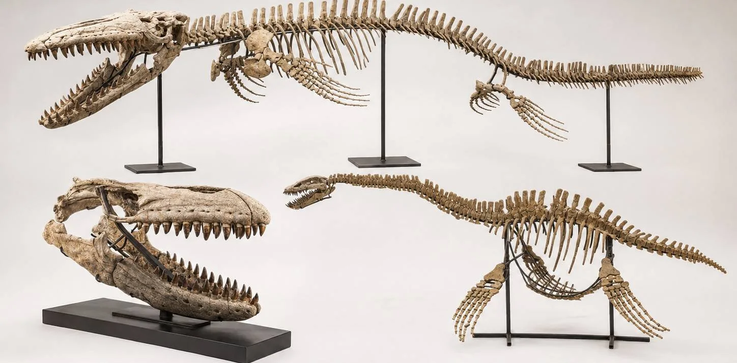 Never miss a new fossil