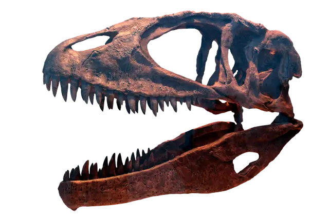 Carcharodontosaurus fossil specimens